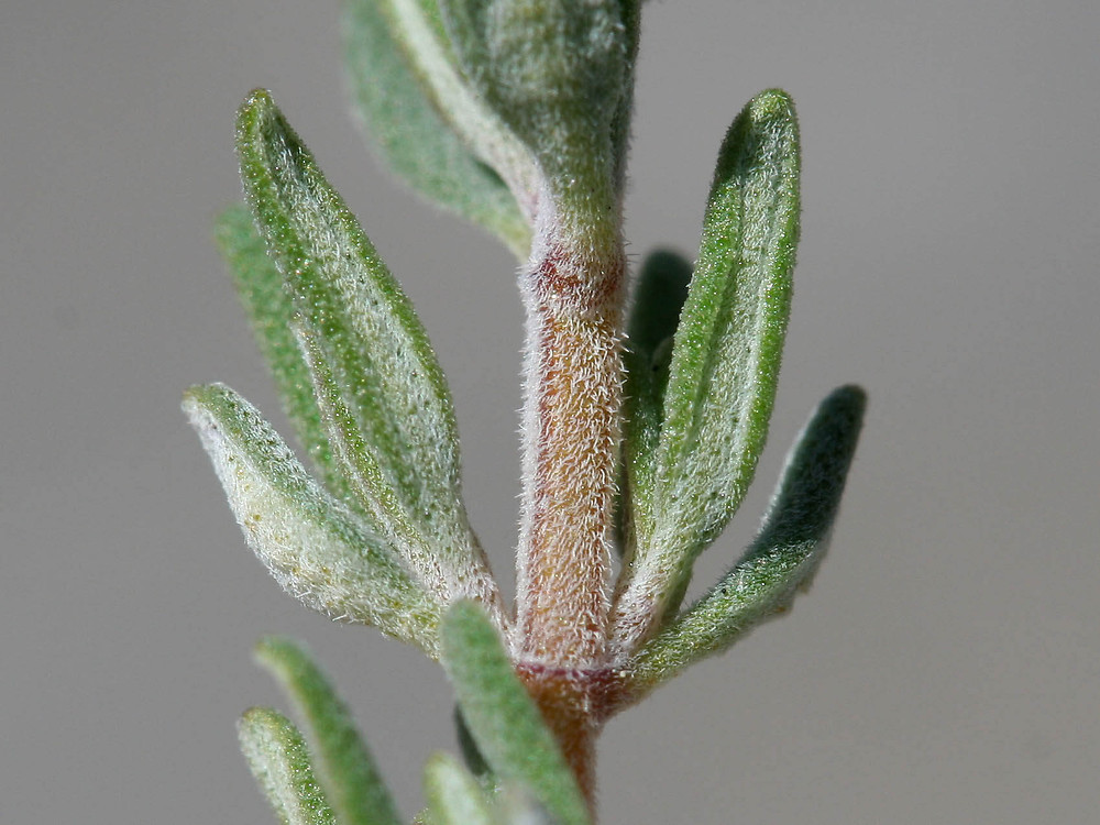 Essential oil Thyme