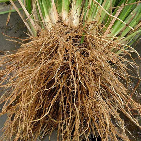 Essential oil Vetiver