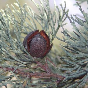 Essential oil White Cypress