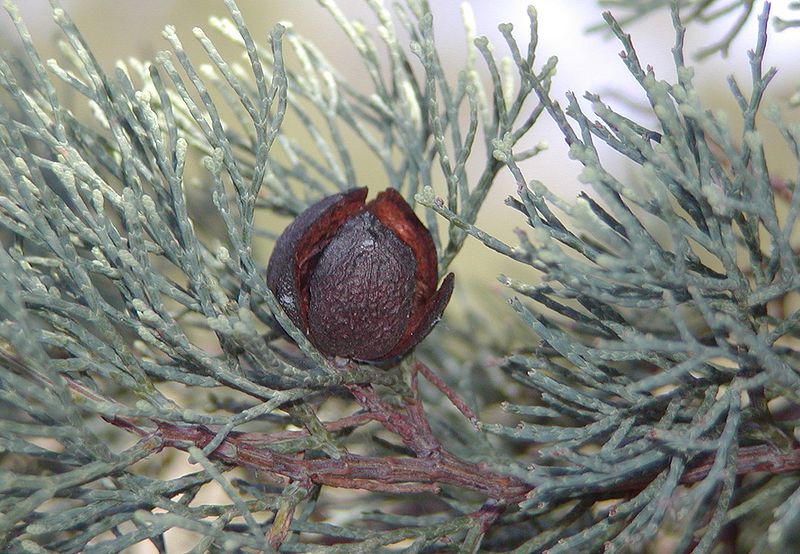 Essential oil White Cypress