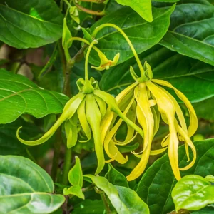 Essential oil Ylang Ylang