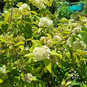 Rewild Pure Essential Oil Blend